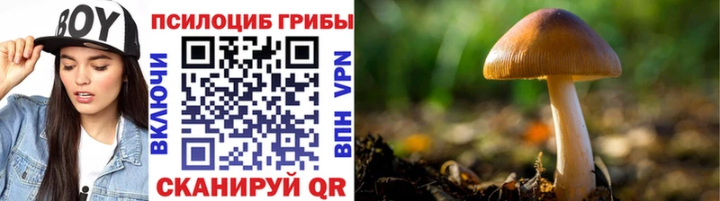ссылка на мегу как войти  Элиста  Галлюциногенные грибы прущие грибы 